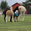 Tituluočiausias alpakų ūkis Lietuvoje priklauso Klaipėdoje gyvenantiems kraštiečiams T. ir G. Tarvydavičiams (foto)