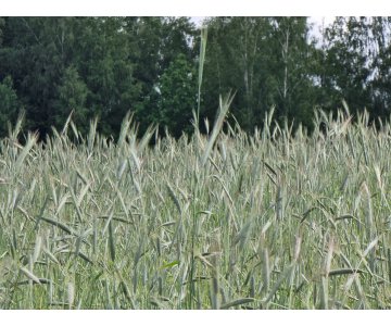 Išsinuomosiu žemės ūkio paskirties sklypus, ūkius