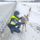 Rokiškio pareigūnai ištiesė pagalbos ranką kelyje rastam stirniukui