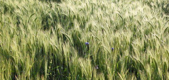 ŽŪM: ūkininkai sėja mažiau javų, bet daugiau rapsų