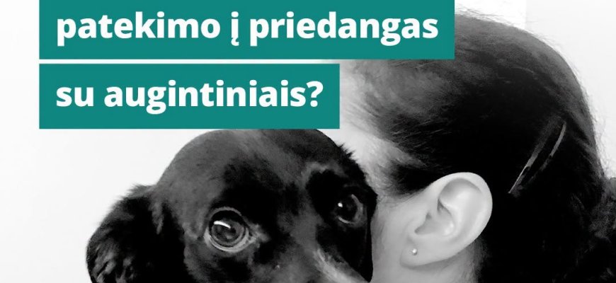 Krizės metu žmonės neturėtų rinktis tarp savo saugumo ir augintinio: Lietuvai reikia aiškios tvarkos dėl gyvūnų priedangose