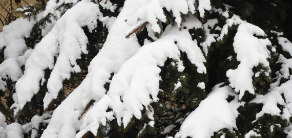 Į Lietuvą grįžta balta žiema