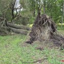 Rokiškį nusiaubė audra (video+foto)