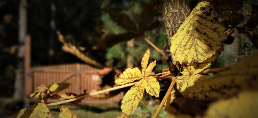 Hidrologinė sausra Lietuvoje nesitraukia ir rudenį, teigia hidrometeorologai