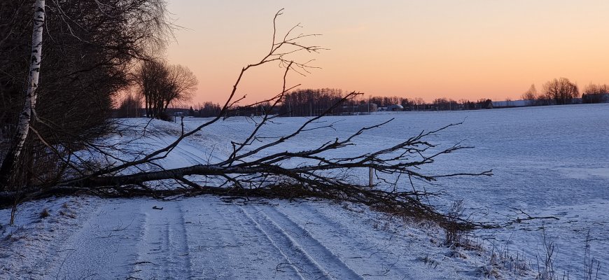 Medžiai neatlaikė žiemiškų orų
