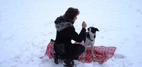 Šunų dresūra. Komanda STOVĖT (video)