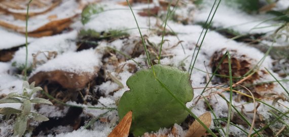 Orai: ypač šals Rytų Lietuva 