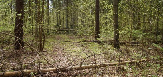 Holokausto aukų sušaudymo ir užkasimo vietai Rokiškio rajone suteikta teisinė apsauga