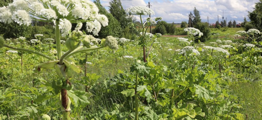 APVA paskelbė 1,33 mln. eurų kvietimą invazinėms rūšims naikinti
