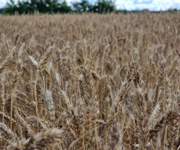 Žemė Obelių seniūnijoje