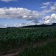 Žemė Čedasuose