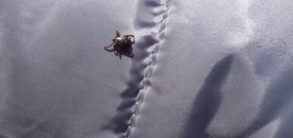 Erkės jau aktyvios: rokiškėnas parsinešė iš Jūžintų seniūnijos miškų