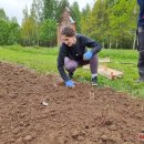 Puošia Velykalnio parką: jau augančių ąžuolų ir narcizų plantacijas šiemet papildė jurginai