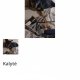 Kalytė