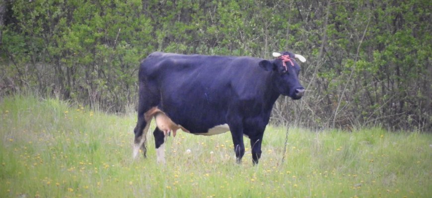 Su ekonominiais sunkumais susiduriantiems pieno gamintojams – valstybės pagalba