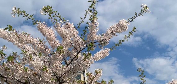 Pandėlys panašėja į Vilnių: Gedimino pilį jau turi, augs ir sakuros...