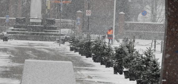 Rokiškio senamiesčio širdyje - net 100 eglučių