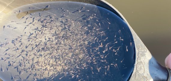 Milijonai vėgėlių jauniklių praturtino Lietuvos upes ir ežerus