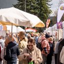 Dūzgiančių bitučių pulkas atvyksta į Rokiškį