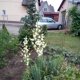 Gėlė „Juka“