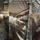 Petro Šiaučiūno ūkyje įgriuvo tvarto stogas: „Nespėjom. Avys po nuolaužom“