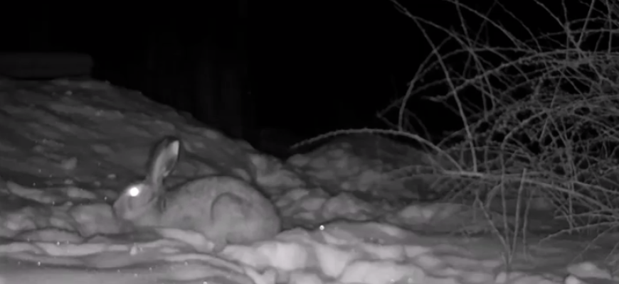 Andriūnų kaime esančioje sodyboje naktimis lankosi keturkojai svečiai (video)