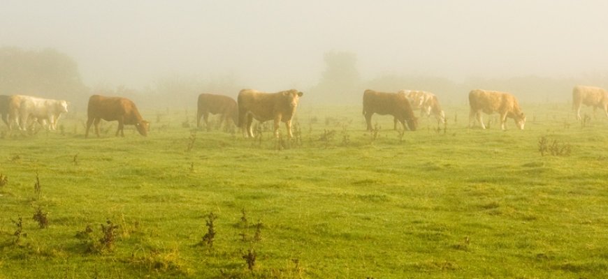 Žmogaus skundas dėl sugadintos ganyklos