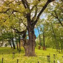 Užburiantis vaizdas: pražydęs Ilzenbergo dvaro parkas nepaliks abejingų