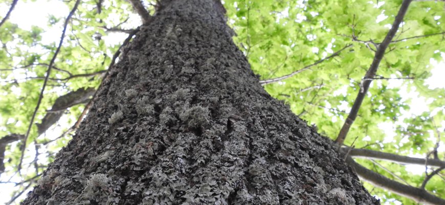 Gera žinia planuojantiems ugdyti jaunuolynus