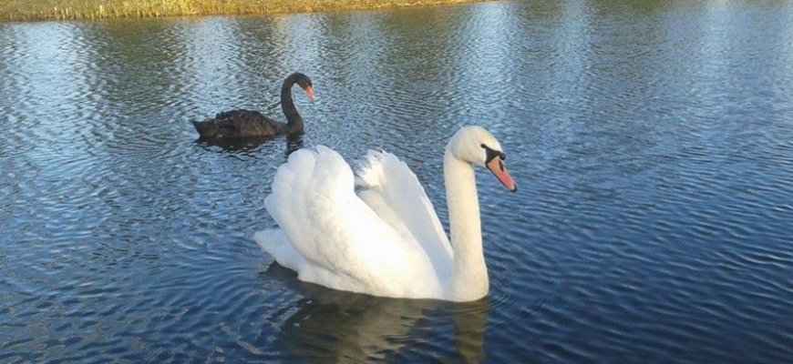 Baltosios ir juodosios gulbės draugystė priverčia stabtelėti smalsuolius