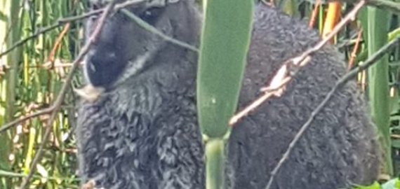  Kengūriukas neišgyveno: mirtini smūgiai galėjo būti suduoti beisbolo lazda