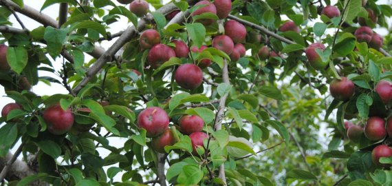 Nuskynus obuolius darbai nesibaigia – kaip teisingai paruošti medelius žiemai