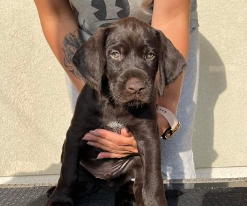 Dratharų veislės šuniukai