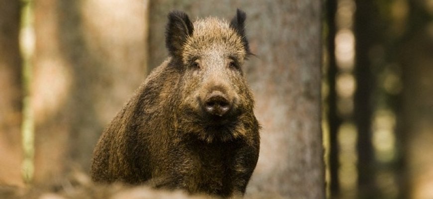 Medžiotojai įpareigojami tikrinti teritorijas aplink kiaulių laikymo vietas