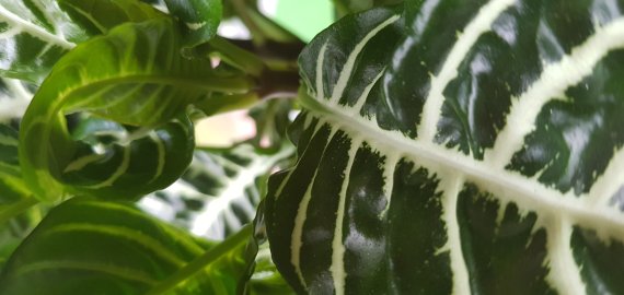 Naudingiausi kambariniai augalai: ne tik mažina įtampą, bet ir valo orą