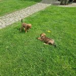 Dovanojami medžiokliniai skalikai