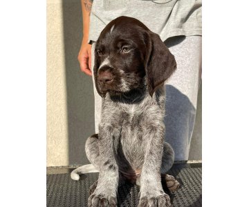 Dratharų veislės šuniukai