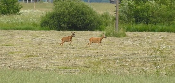 Ar teko matyti tokį reiškinį? (video)