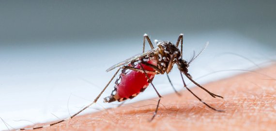Vabzdžių įgėlimai: ar visuomet būtina vykti į ligoninę?