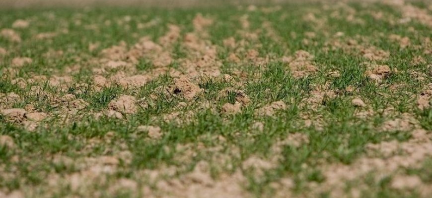 Nuo sausros nukentėjusiems ūkininkams sušvelninti žalinimo reikalavimai