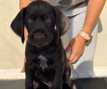 Dratharų veislės šuniukai