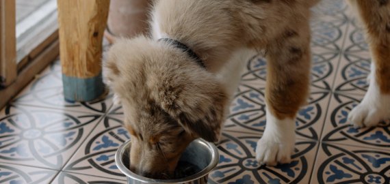 Kaip pasirinkti tinkamą šunų maistą pagal veislę ir amžių