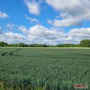 Žemės ūkio aktualijos – nuo melioracijos iki pasėlių deklaravimo