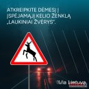 Daugėja susidūrimų su laukiniais gyvūnais keliuose – į ką svarbiausia atkreipti dėmesį