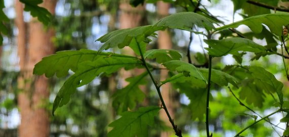 Rokiškio rajono savivaldybės mokyklų mokiniai pateko į aplinkosauginio konkurso „Žaliosios olimpiados odisėjos“ finalą