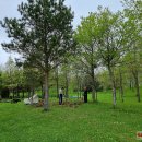 Puošia Velykalnio parką: jau augančių ąžuolų ir narcizų plantacijas šiemet papildė jurginai