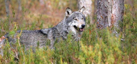 Prasideda medžioklės sezonas: Rokiškio rajone leista medžioti vilkus 