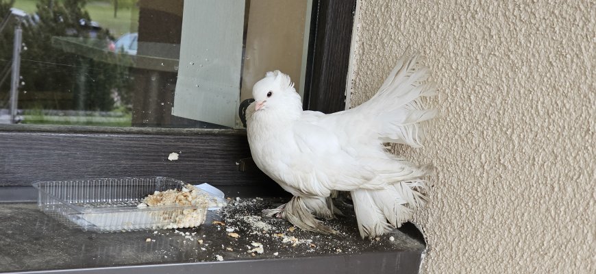 Ieškome pamestinuko balandžio šeimininkų (video+foto)