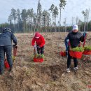 Rokiškėnų „Laisvės miškas“ sužaliuos Bajorų girioje – įvyko nacionalinis miškasodis (foto)