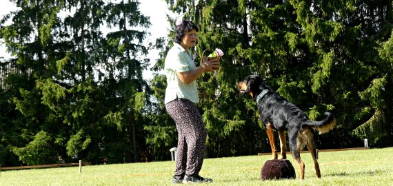 Noriu šuns: kas, kaip ir kada? 